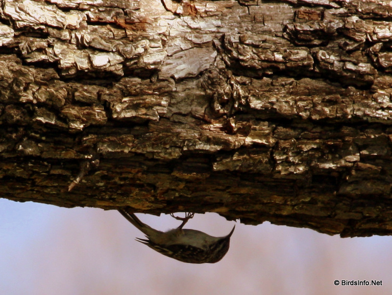 Tree-clinging Birds